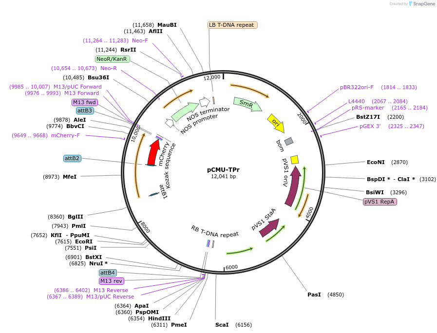 61189-plasmid-map-sequence-id-100497