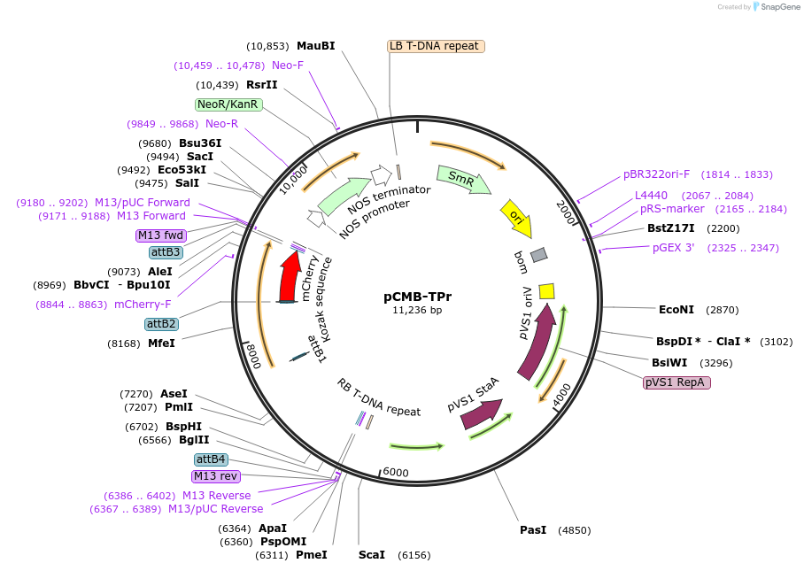 61190-plasmid-map-sequence-id-100499