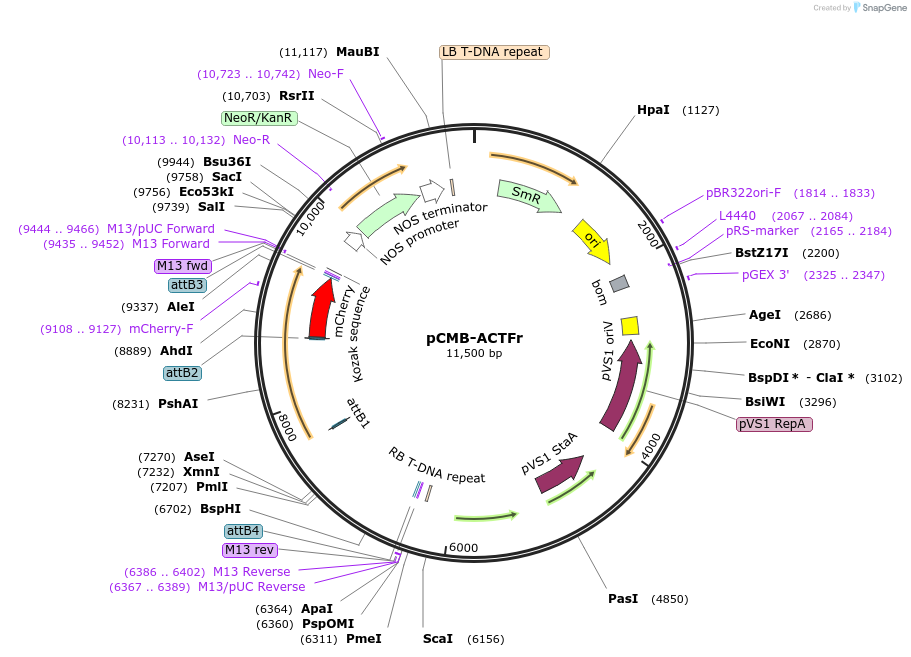 61192-plasmid-map-sequence-id-100504