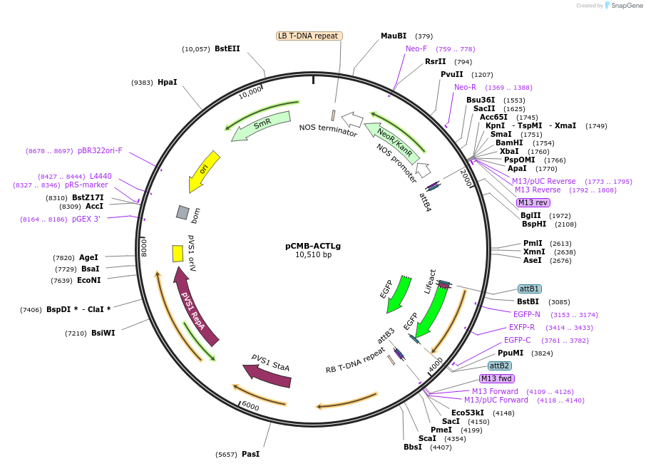 61195-plasmid-map-sequence-id-100508