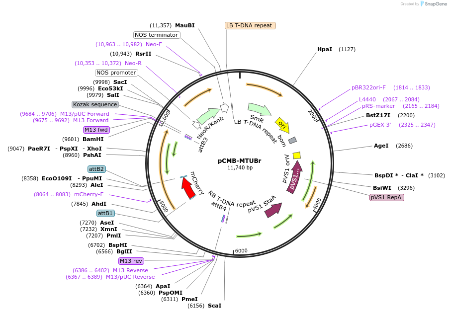 61197-plasmid-map-sequence-id-100510