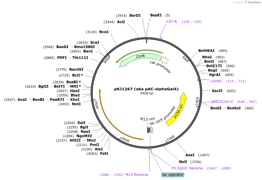 21869-plasmid-map-sequence-id-10052