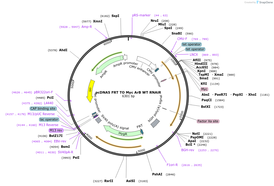 59806-plasmid-map-sequence-id-100528