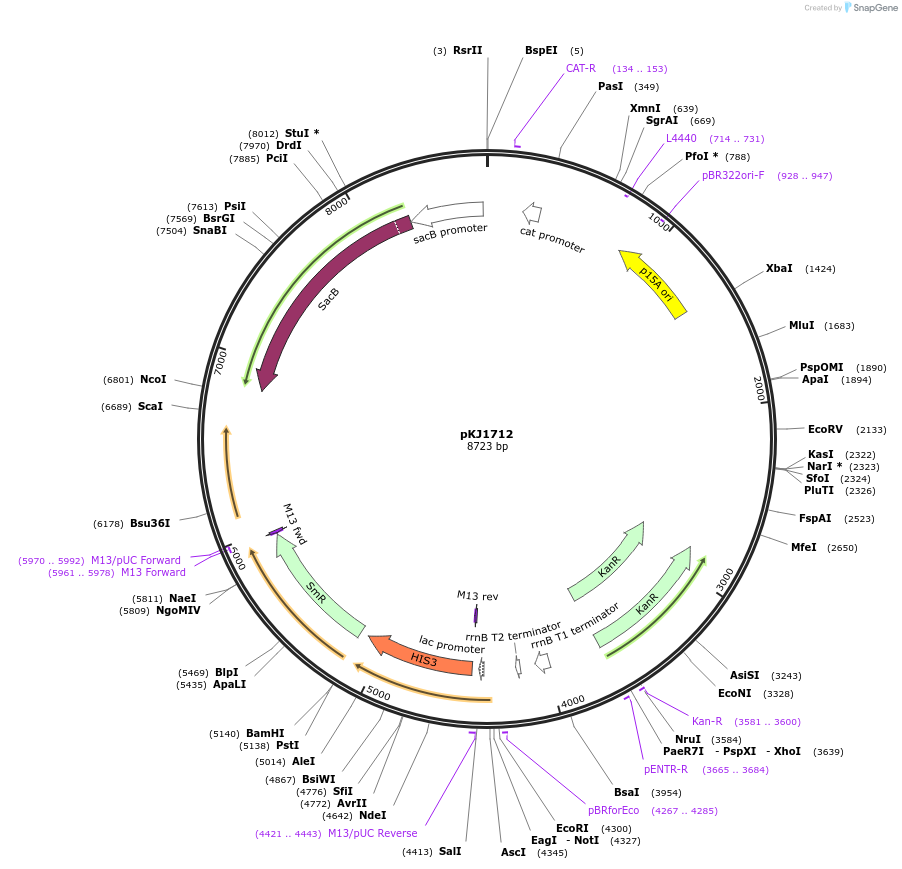 21870-plasmid-map-sequence-id-10053
