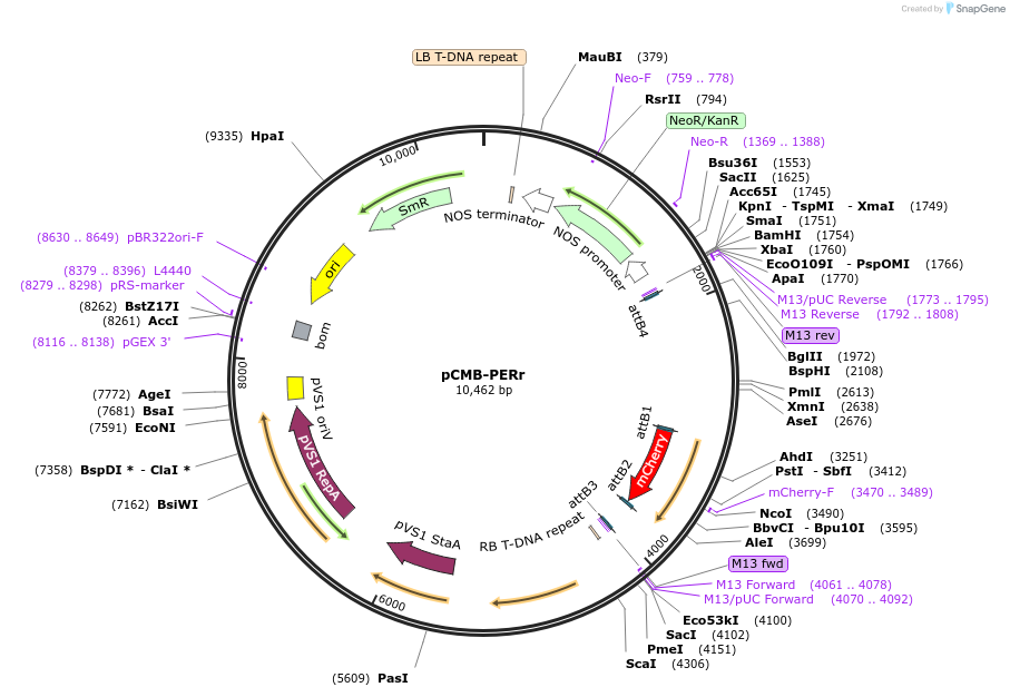 61203-plasmid-map-sequence-id-100588
