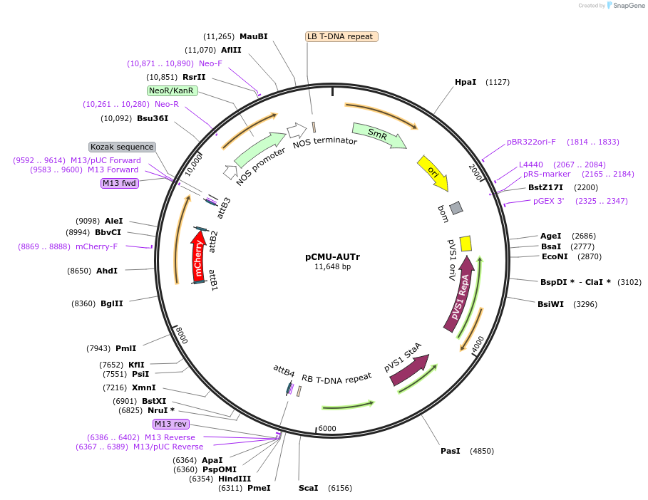 61204-plasmid-map-sequence-id-100589