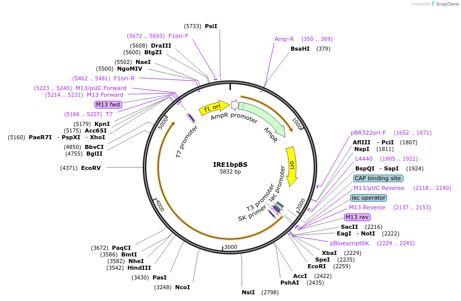 21878-plasmid-map-sequence-id-10059