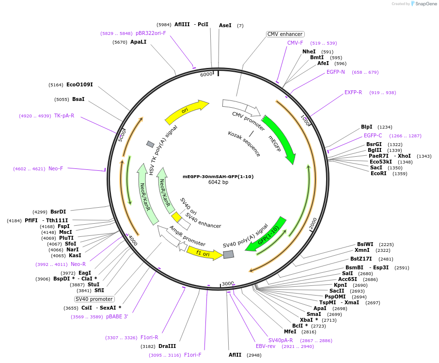 61677-plasmid-map-sequence-id-100637