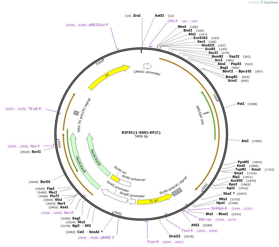 61675-plasmid-map-sequence-id-100639