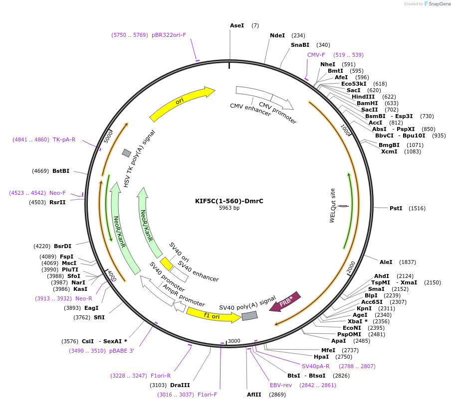 61673-plasmid-map-sequence-id-100640
