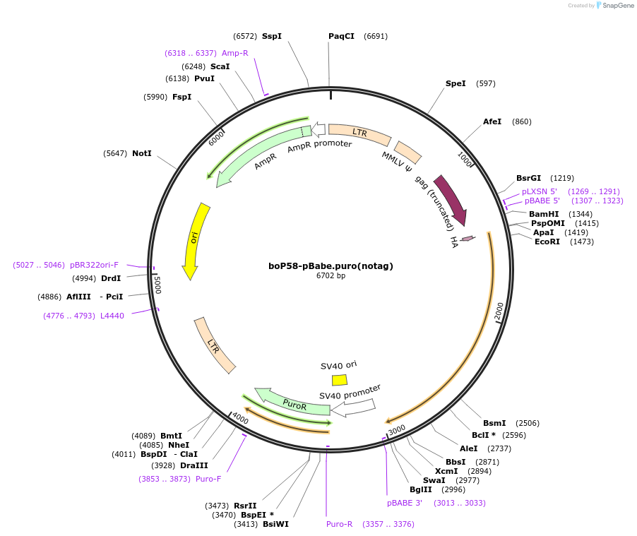 21885-plasmid-map-sequence-id-10066