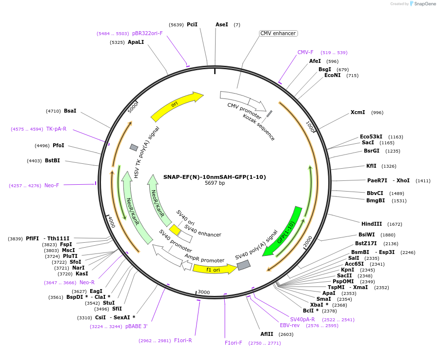 61660-plasmid-map-sequence-id-100660