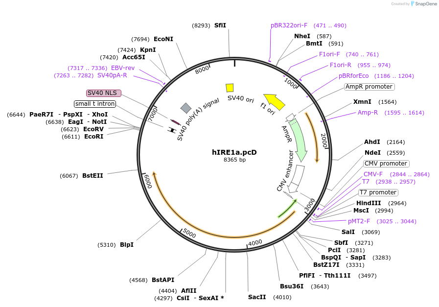 21892-plasmid-map-sequence-id-10067
