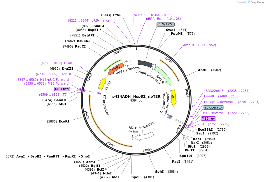 61715-plasmid-map-sequence-id-100673