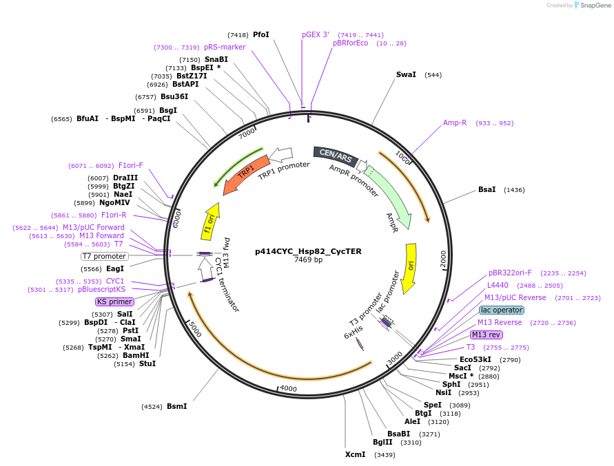 61713-plasmid-map-sequence-id-100675