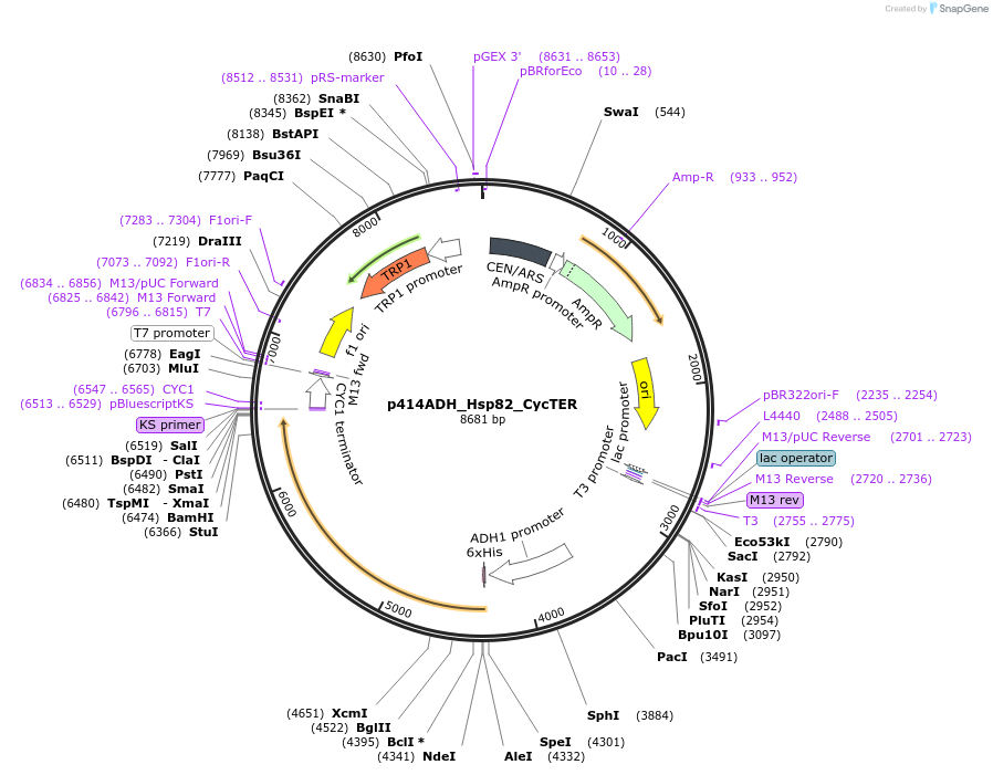 61712-plasmid-map-sequence-id-100676