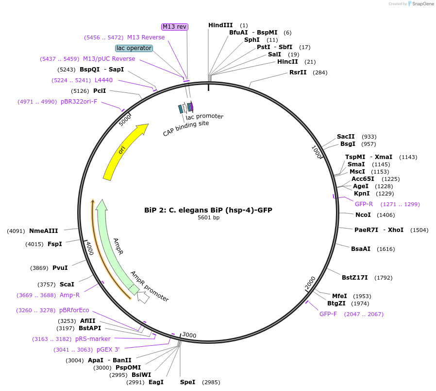 21896-plasmid-map-sequence-id-10070