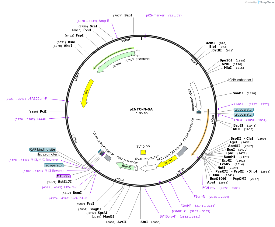 61723-plasmid-map-sequence-id-100718