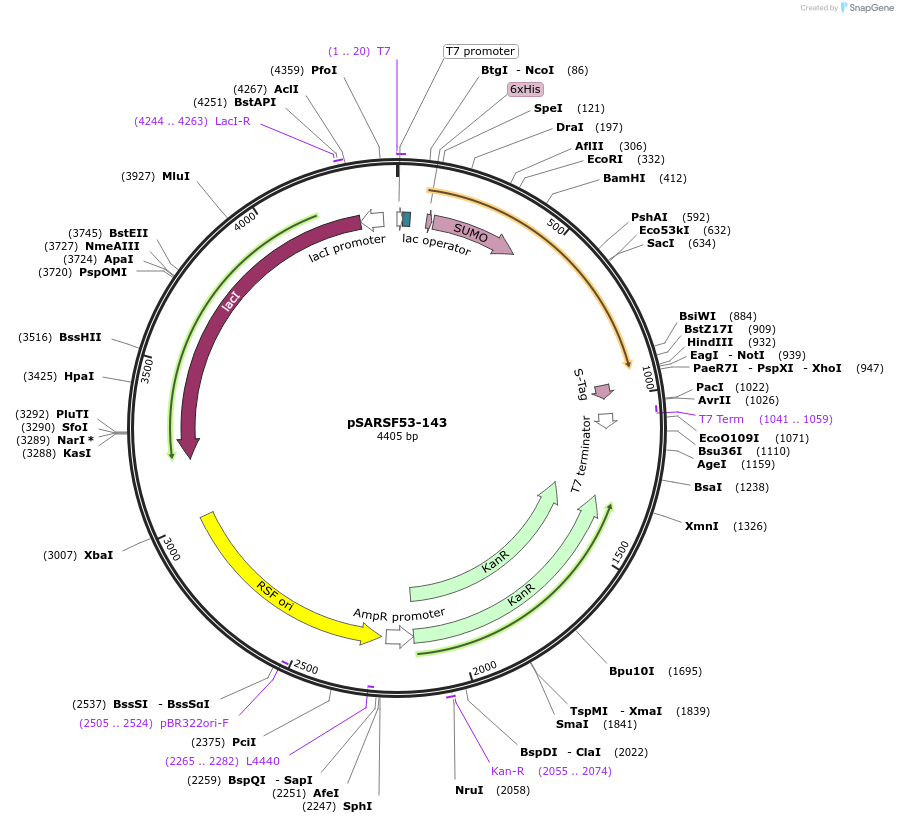 61760-plasmid-map-sequence-id-100776