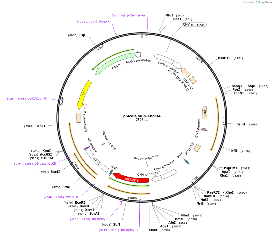21908-plasmid-map-sequence-id-10080