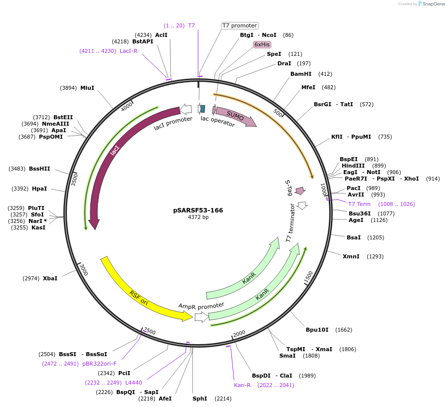 61816-plasmid-map-sequence-id-100811