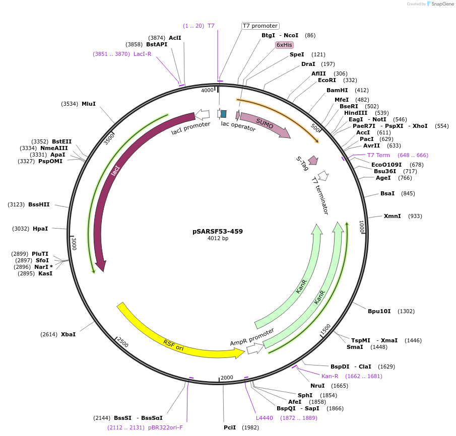61818-plasmid-map-sequence-id-100815