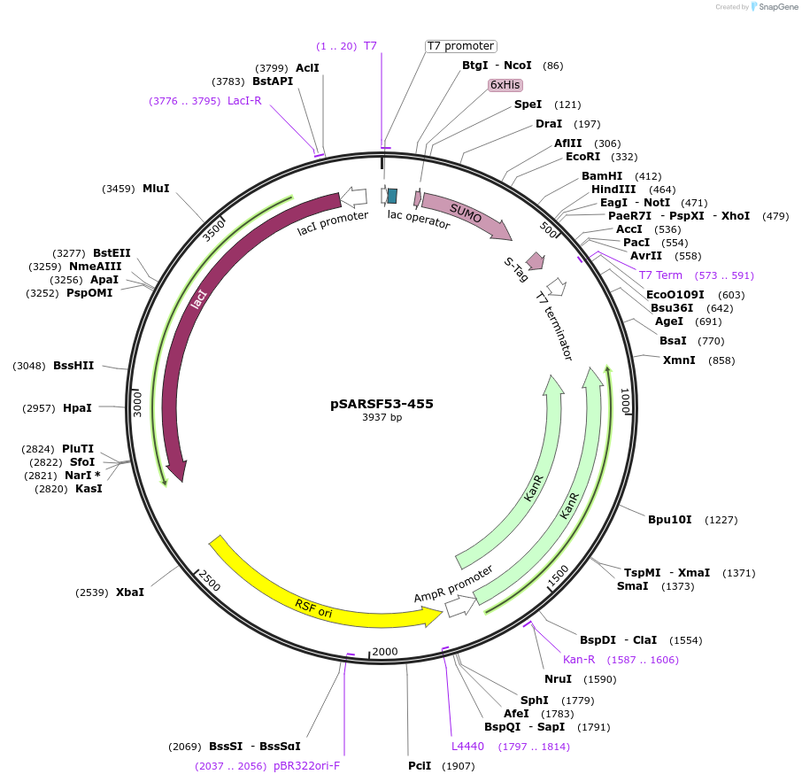 61819-plasmid-map-sequence-id-100817