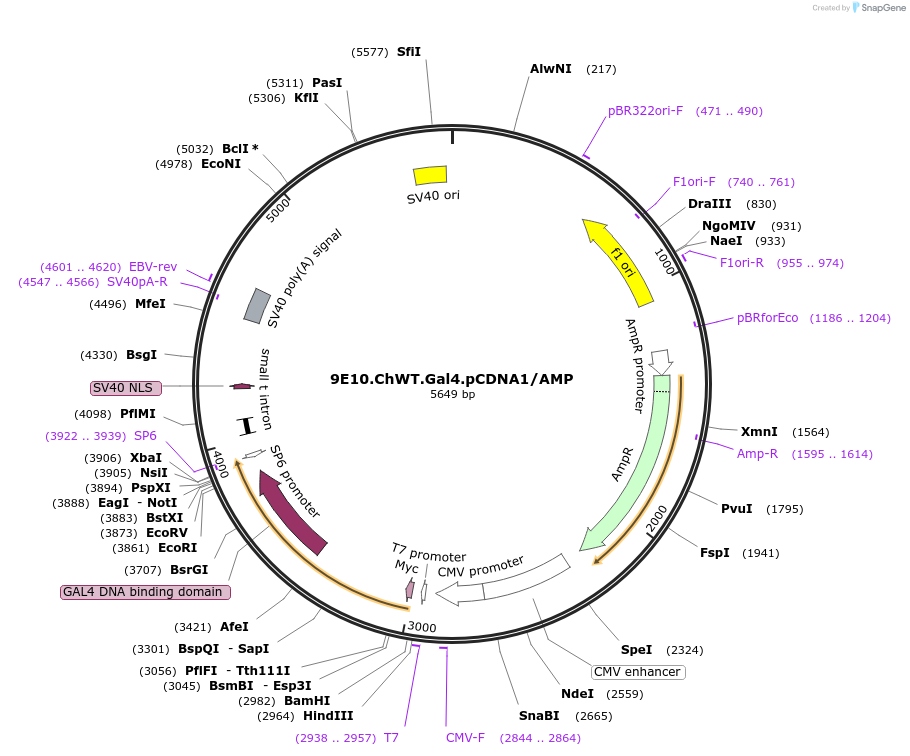 21914-plasmid-map-sequence-id-10085