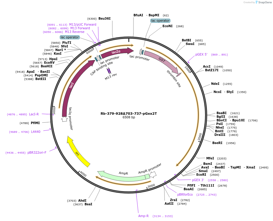 21933-plasmid-map-sequence-id-10090