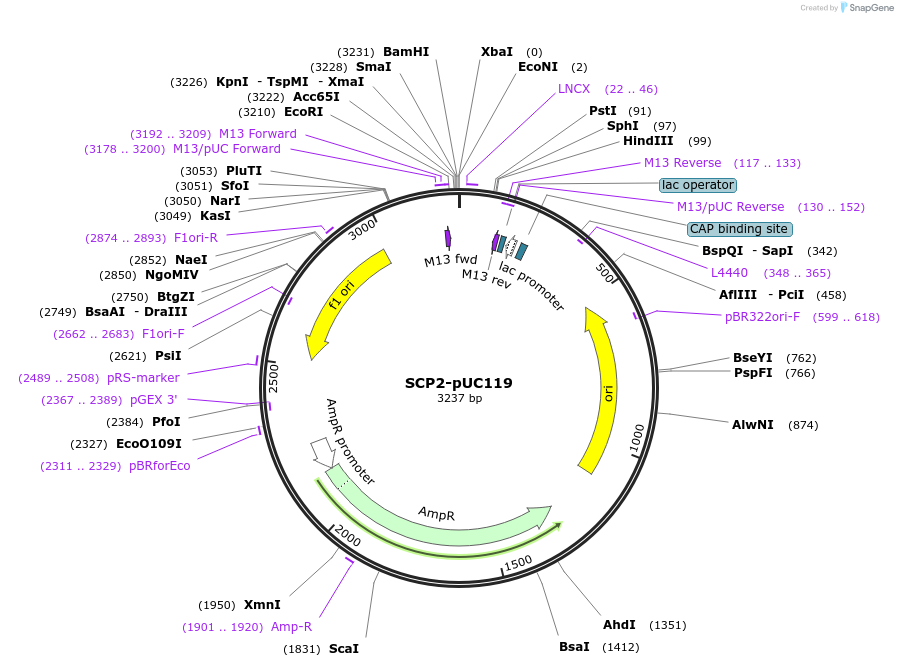 21951-plasmid-map-sequence-id-10092