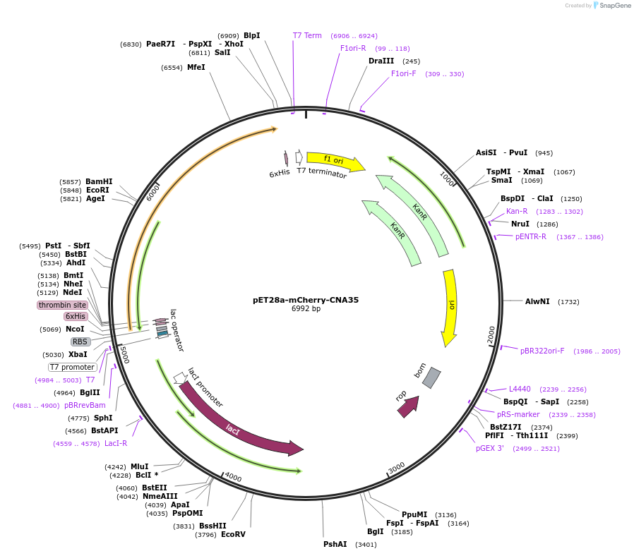 61607-plasmid-map-sequence-id-100948