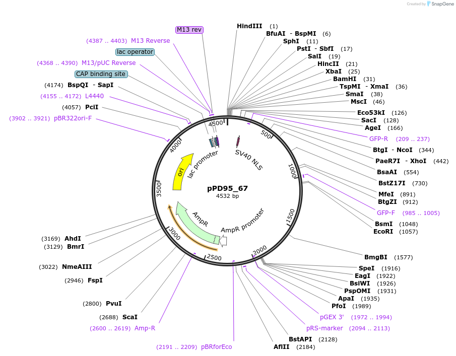 1490-plasmid-map-sequence-id-101