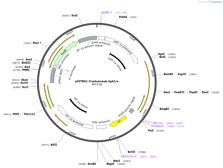 61889-plasmid-map-sequence-id-101175