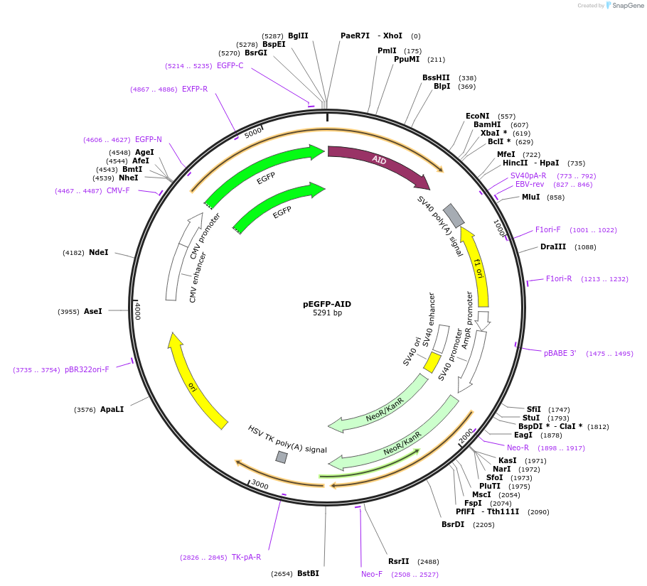 61926-plasmid-map-sequence-id-101203