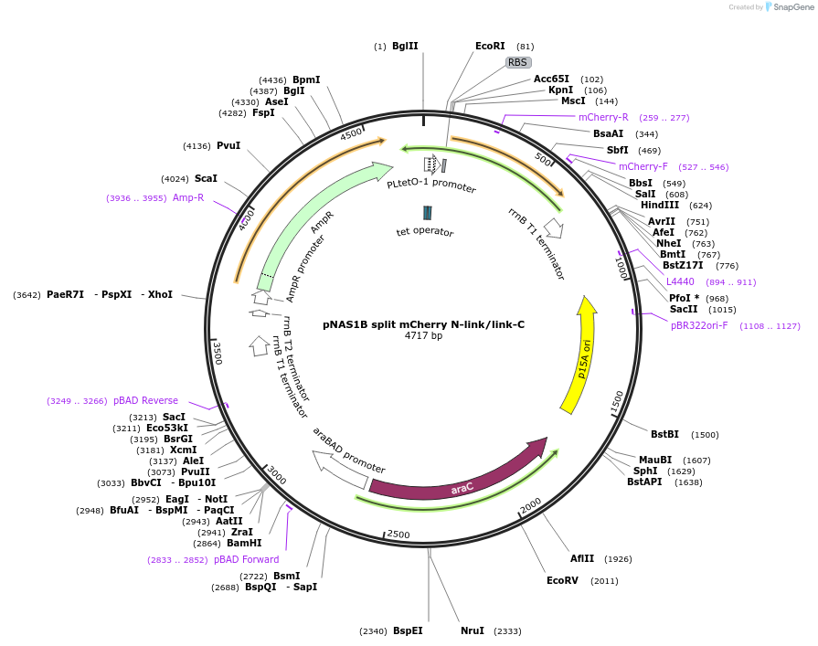 61965-plasmid-map-sequence-id-101261