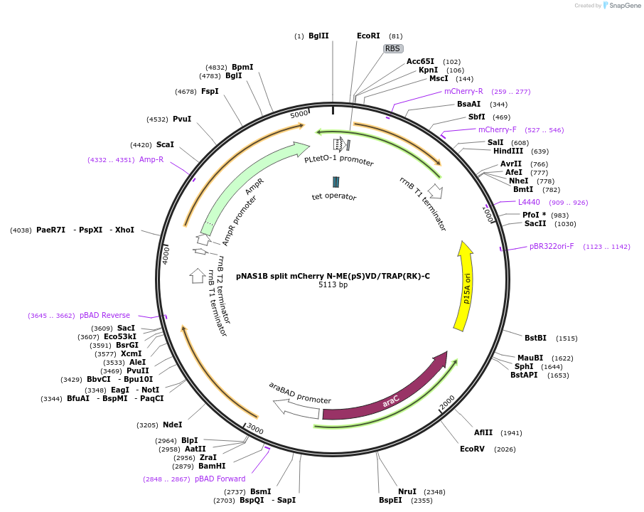 61966-plasmid-map-sequence-id-101265