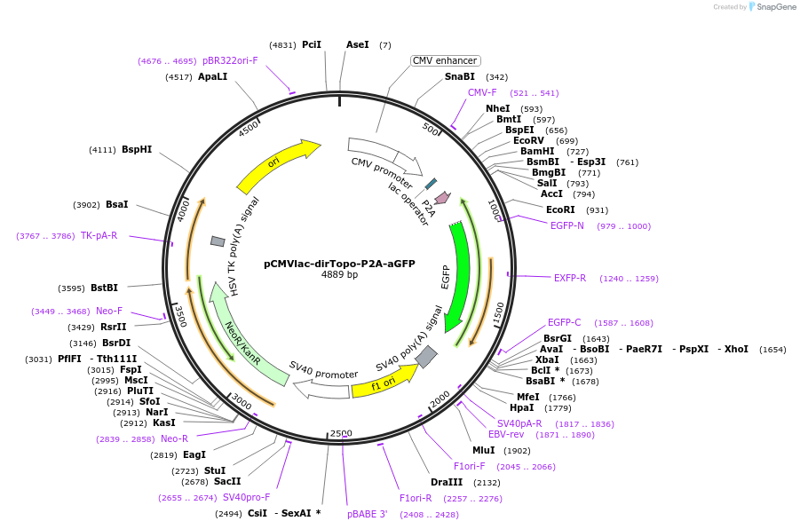 61972-plasmid-map-sequence-id-101285