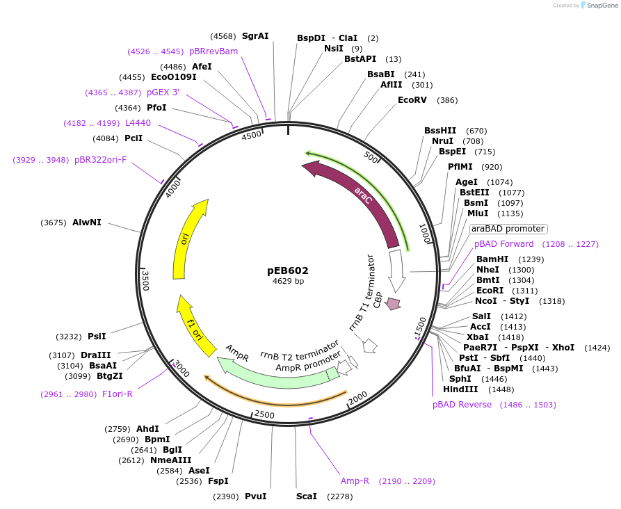 22071-plasmid-map-sequence-id-10130
