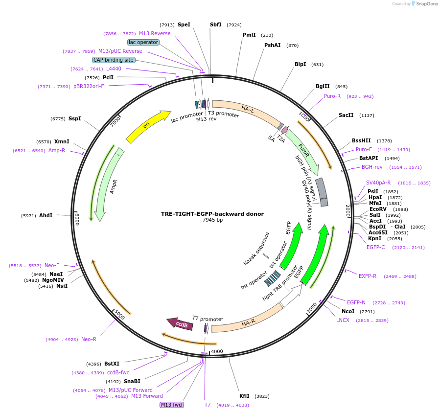 22077-plasmid-map-sequence-id-10135