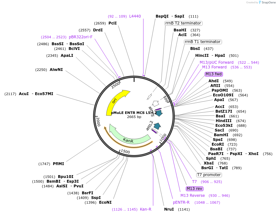 62085-plasmid-map-sequence-id-101374