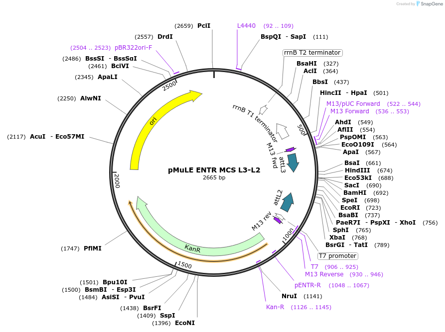 62088-plasmid-map-sequence-id-101377