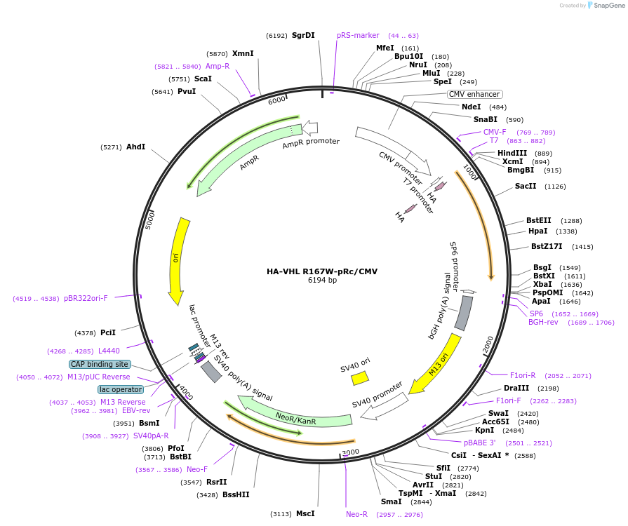 22082-plasmid-map-sequence-id-10138