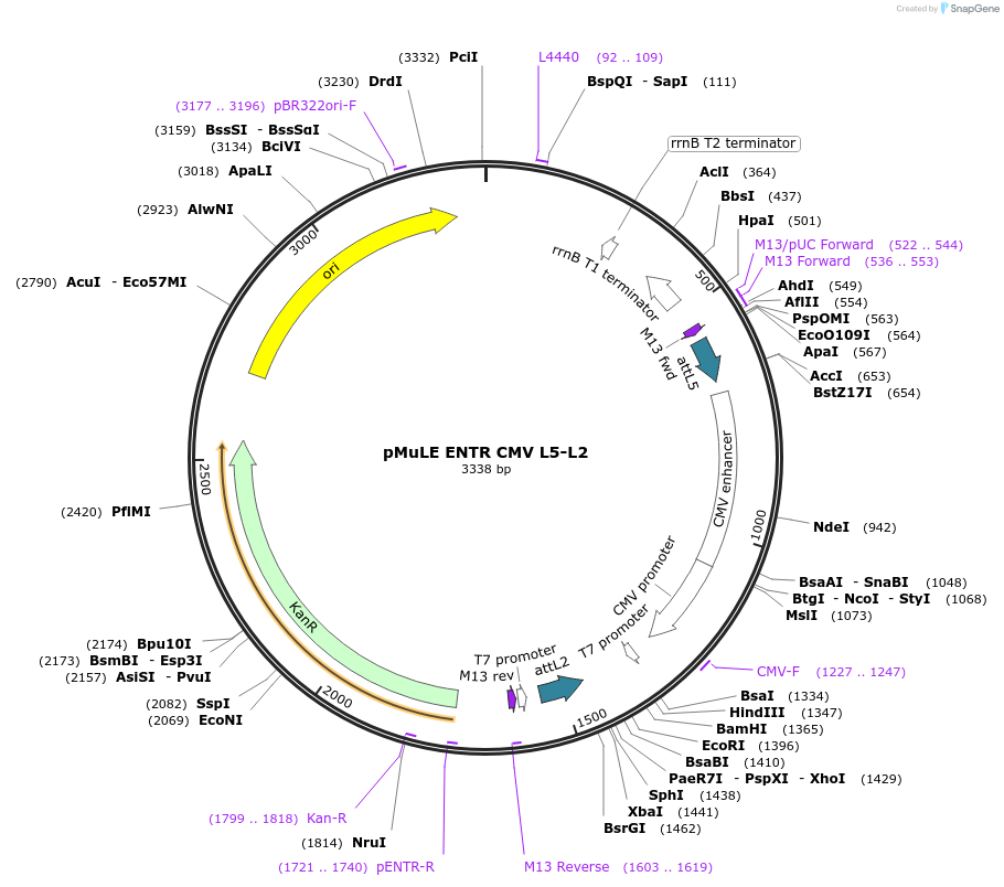 62091-plasmid-map-sequence-id-101380
