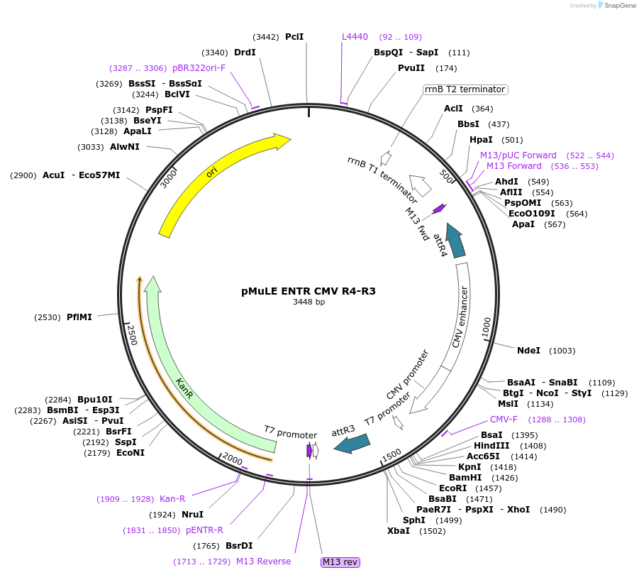 62093-plasmid-map-sequence-id-101382