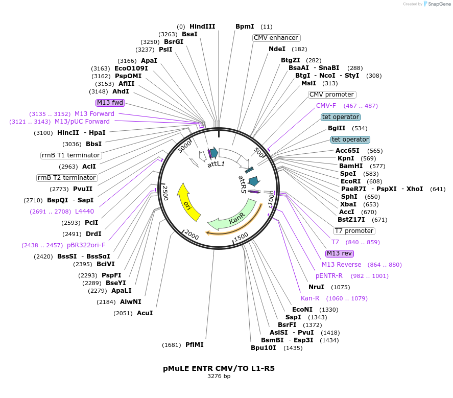 62099-plasmid-map-sequence-id-101388