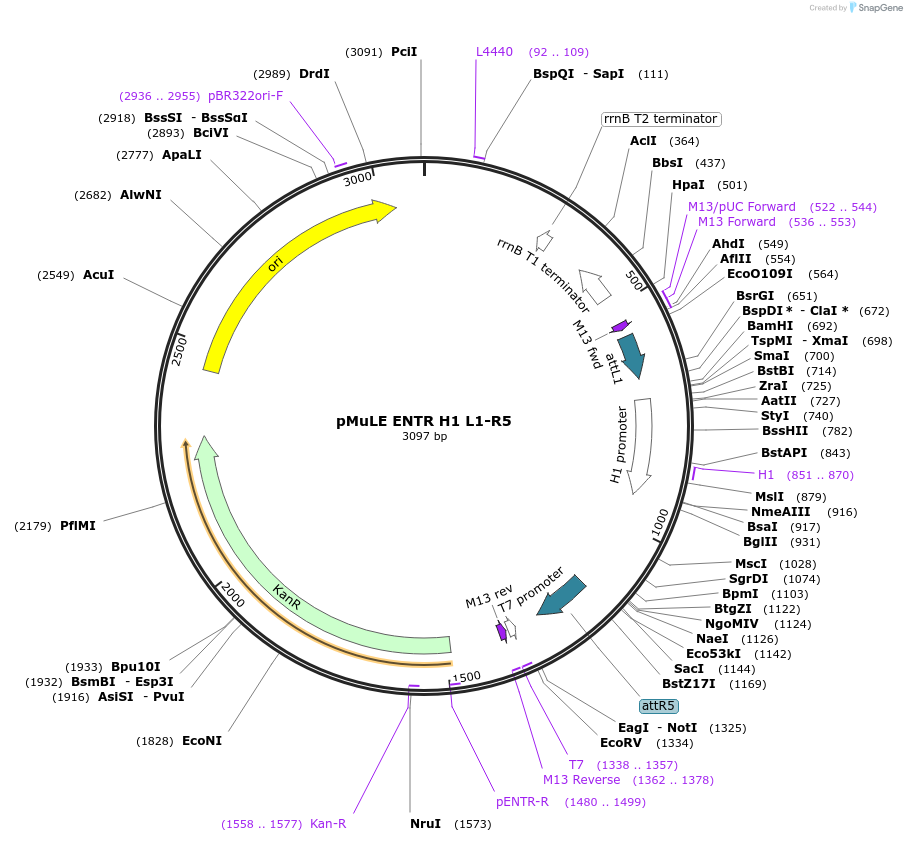 62101-plasmid-map-sequence-id-101390