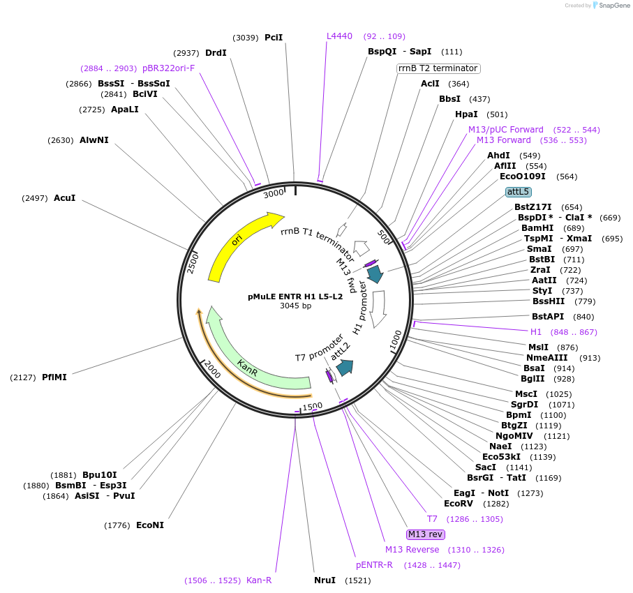 62103-plasmid-map-sequence-id-101392