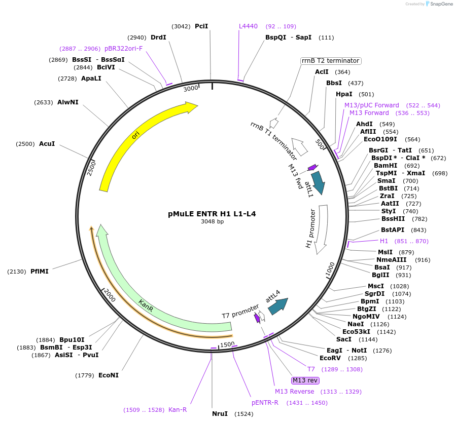 62104-plasmid-map-sequence-id-101393