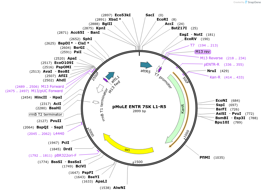 62106-plasmid-map-sequence-id-101395