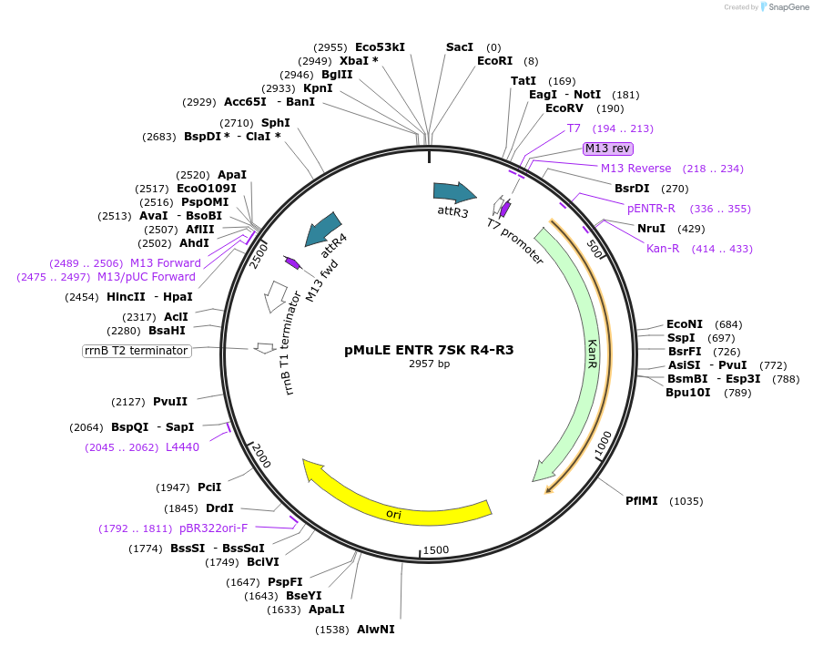 62109-plasmid-map-sequence-id-101398